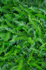 Green background with young yarrow leaves herbal