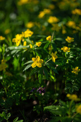 Spring yellow flowers in forest first blooming concept