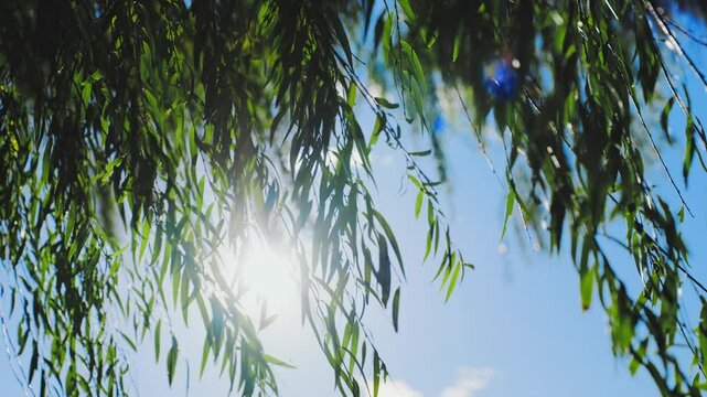 風に揺れる柳と木漏れ日のスローモーション