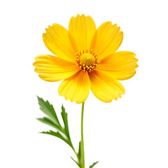 Cosmos flower isolated Transparent Background PNG file-simplicity