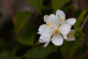 師走のバイカウツギ
