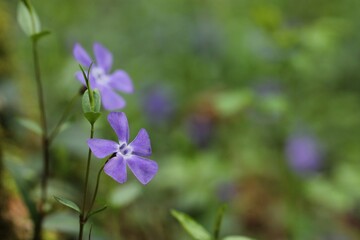 fiori di pervinca in primavera
