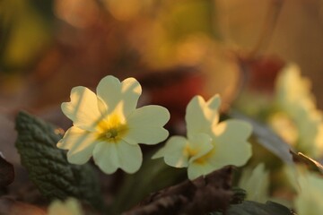fiore di primula gialla nel bosco in primavera