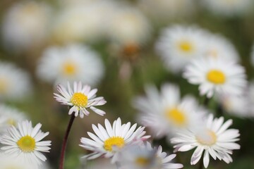Obraz premium fiori di pratolina nel prato in primavera