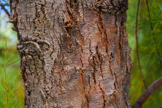 CloseUp Photo of a small, dense, small-stemmed evergreen tree trunk with green leaves,Thin green leaves on spruce branches and twigs, Fresh dew drops of Casuarina equisetifolia leaves