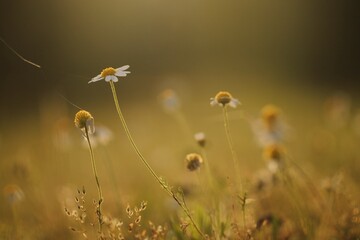 fiori di scabiosa in estate al tramonto in un prato