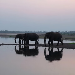 Obraz premium Elephants drinking water