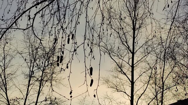Birch branches with achene and without foliage against the background of an evening gray-yellow sky