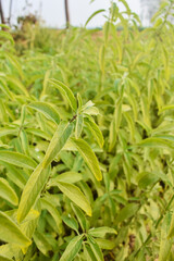 Mint plant in early autumn, Pakistan,Mentha piperita Chocolate, a hybrid mint of watermint and spearmint. Native to Europe and the Middle East, is cultivated worldwide, and among the oldest herbs used