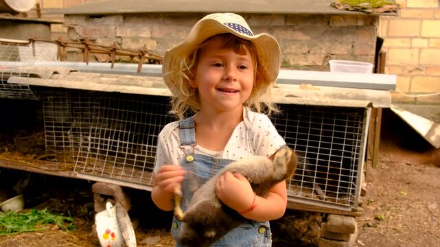 child feeding duck on farm. Elective focus.