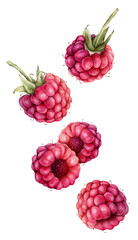 Watercolor illustration Raspberries and blackberries. Hand drawing set of red and violet berries. Graphic design element isolated on white background.