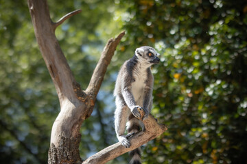 Furry Ring-Tailed Lemur on Tree in Zoological Garden. Beautiful Alert Furry Lemur Catta in Zoo. 