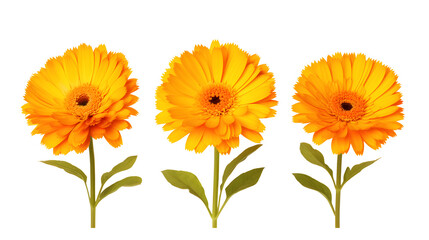 Naklejka premium a group of yellow flowers with green leaves