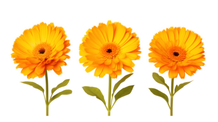 a group of yellow flowers with green leaves