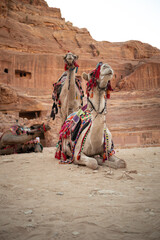 Arabian Camel with Bedouin Decoration in Petra Desert in Jordan. Camelus Dromedarius with One Hump in the Middle East.