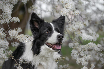 Black and White Border Collie Dog in White Flowering Tree in Spring. Adorable Furry Pet Smiles Outside in the Garden during Springtime.