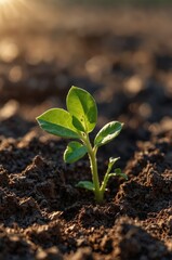 A close-up of a small green sprout breaking through the cracked soil. Warm sunlight bathes the sprout, highlighting the tiny leaves and creating a hopeful and serene atmosphere.