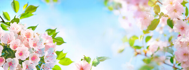 Beautiful gentle natural spring background with blooming tree branches with pink flowers against...