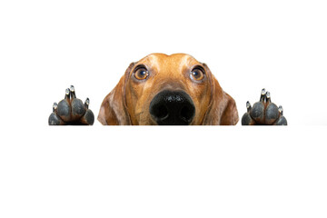 Dachshund puppy dog peeking out hanging paws on a blank. Isolated on white background with copy space