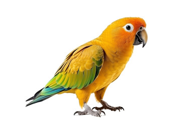 Obraz premium Vibrant Tropical Parrot Isolated on Transparent Background - Colorful Illustration with Precise Details for Design, Creative Projects, and Exotic Decorations - Perfect for Art, Advertising. Png cut.
