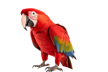 Naklejka premium Vibrant Tropical Parrot Isolated on Transparent Background - Colorful Illustration with Precise Details for Design, Creative Projects, and Exotic Decorations - Perfect for Art, Advertising. Png cut.