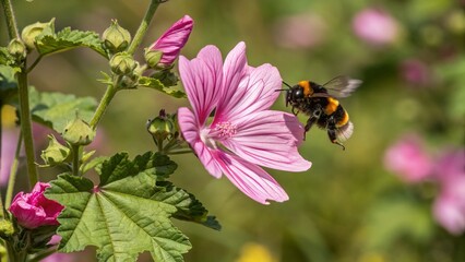 Early Bumblebee Bombus pratorum on Pink Wild Tree Mallow Flower, Wicklow, Ireland Aerial View