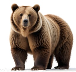 Fototapeta premium A large brown bear standing in the foreground against a plain white background