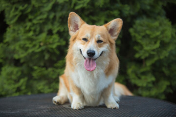 Pembroke Welsh Corgi running on green grass