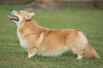 Pembroke Welsh Corgi running on green grass