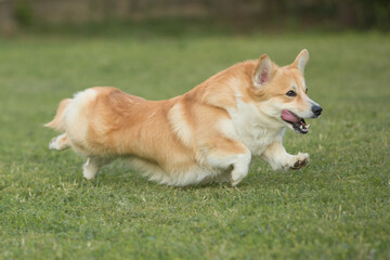 Pembroke Welsh Corgi running on green grass