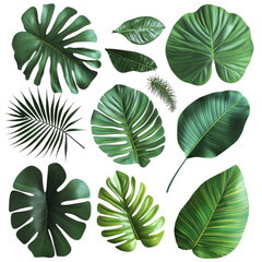 A collection of tropical leaves and palm fronds isolated on a white background PNG, with various types including banana leaves