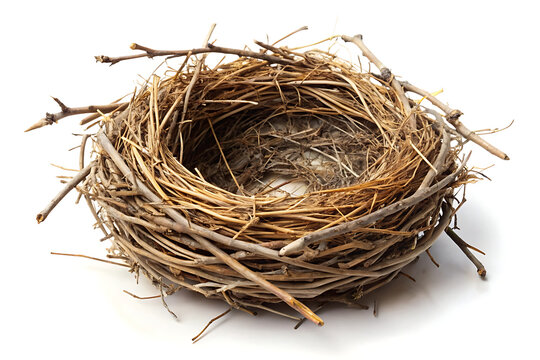 empty birds nest made of twigs on a white background