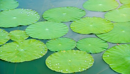 Lotus Leaves Floating in a Serene Pond
