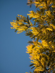 Beautiful bright yellow hairy mimosa flowers close-up. Blooming mimosa tree in early spring waves on wind. Sunny spring day. Acacia dealbata. Fluffy flowers in spring garden with sunny bokeh light