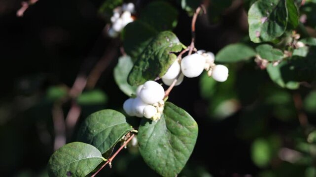 White viburnum berries for elegant floral arrangements