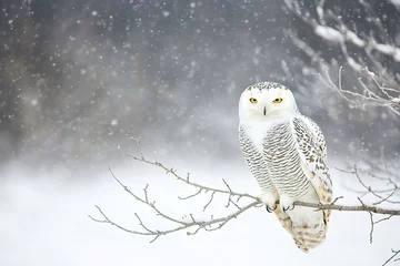 snowy owl perched on bare tree branch its white feathers perfectly blending with surrounding snow