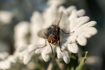 This close-up image captures a fly resting on the soft, silvery foliage of a Dusty Miller plant, also known as Silver Ragwort. Photographed with a Sony camera.