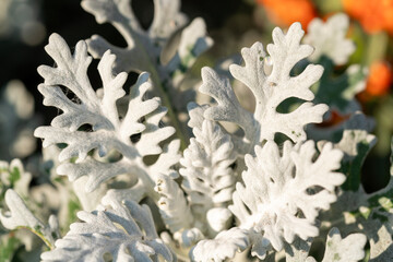 An abstract macro view of Dusty Miller leaves, highlighting their delicate structure and distinctive color. This image showcases the beauty of nature up close. Taken with a Sony camera.