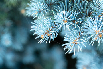 A detailed macro shot of blue spruce needles, showcasing their unique texture and color. This image captures the beauty of nature up close. Shot with a Sony camera.