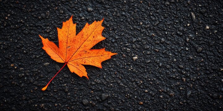 Vibrant orange red maple leaf resting on dark asphalt, highlighting the striking colors of the orange red maple leaf against a textured background of asphalt.