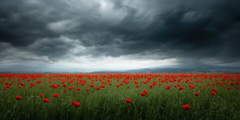 Obraz premium Vibrant Poppy Field Under Dramatic Stormy Sky