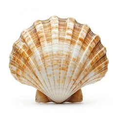 Studio shot of a seashell standing on white background showing ribs and growth lines