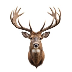 A portrait of a male deer with large antlers against a white background