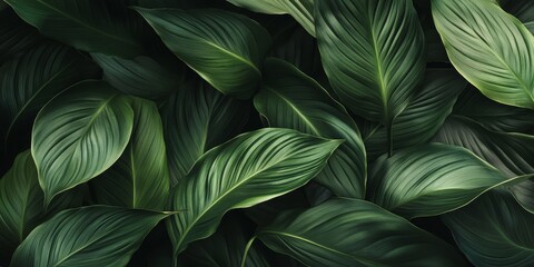 Fototapeta premium Spathiphyllum cannifolium leaves create an abstract dark green texture, offering a vibrant nature background. The Spathiphyllum cannifolium adds an exotic feel with its tropical leaf design.