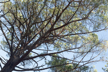 Obraz premium Top of pine tree on a sunny day. Pine landscape for publication, poster, calendar, post, screensaver, wallpaper, postcard, banner, cover. High quality photo