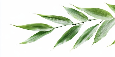 Fototapeta premium Isolated bamboo leaves create a tranquil and serene aesthetic, showcasing the beauty and versatility of bamboo leaves while adding a touch of nature to your designs featuring bamboo leaves.
