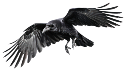 PNG Crow bird flying blackbird photography agelaius.