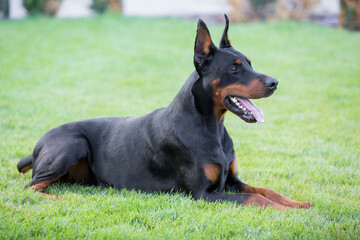 Doberman walking in a green area