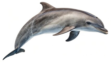 Fototapeta premium Dolphin in water, ocean, sea, for poster, advertisement, calendar, banner. On a white background