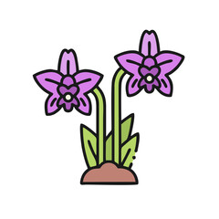 purple orchid flower